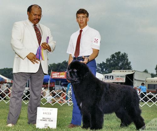 Фото: ньюфаундленд Pouch Cove's All American Amity
