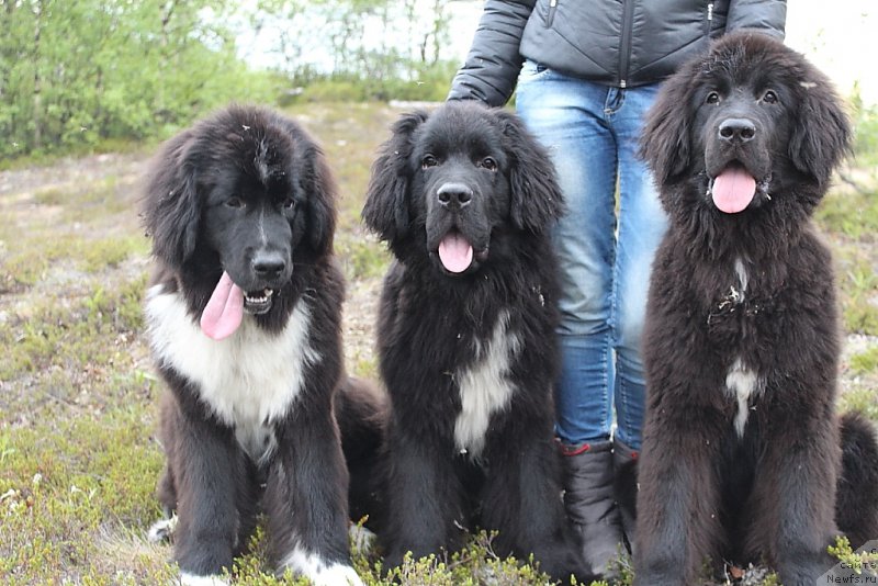 Фото: ньюфаундленд Линда Ева, ньюфаундленд Люк Скайвокер, ньюфаундленд Леди Фортуна