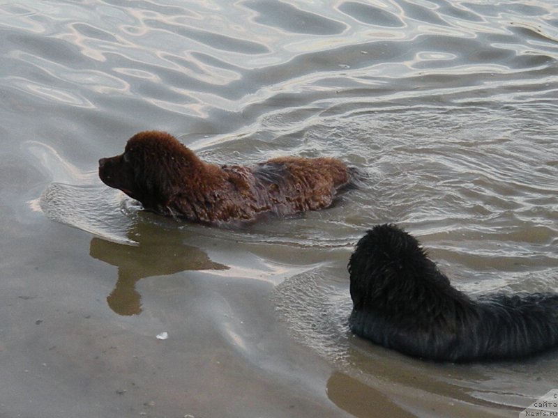 Фото: ньюфаундленд Ваше Благородие с Берега Дона (Vashe Blagorodie s Berega Dona), ньюфаундленд Anabel