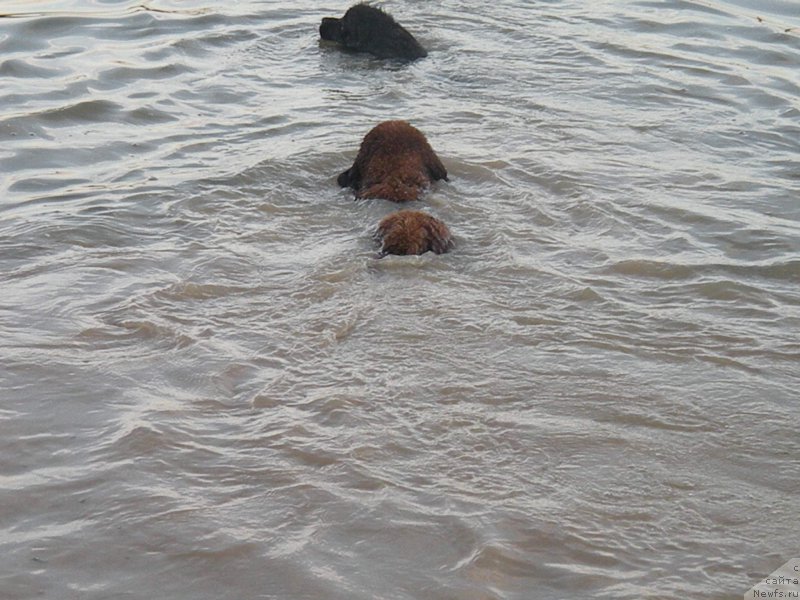 Фото: ньюфаундленд Ваше Благородие с Берега Дона (Vashe Blagorodie s Berega Dona), ньюфаундленд Anabel