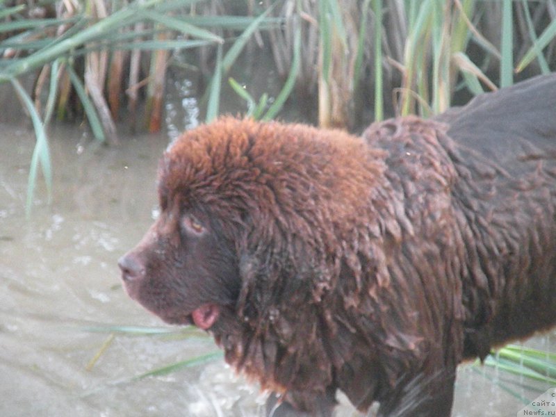 Фото: ньюфаундленд Ваше Благородие с Берега Дона (Vashe Blagorodie s Berega Dona)