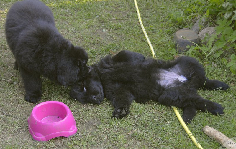 Фото: щенки 2 месяца, ньюфаундленд Смигар Юнгфрау Юлиана (Smigar Yungfrau Yuliana), ньюфаундленд Смигар Юликс Солнечный