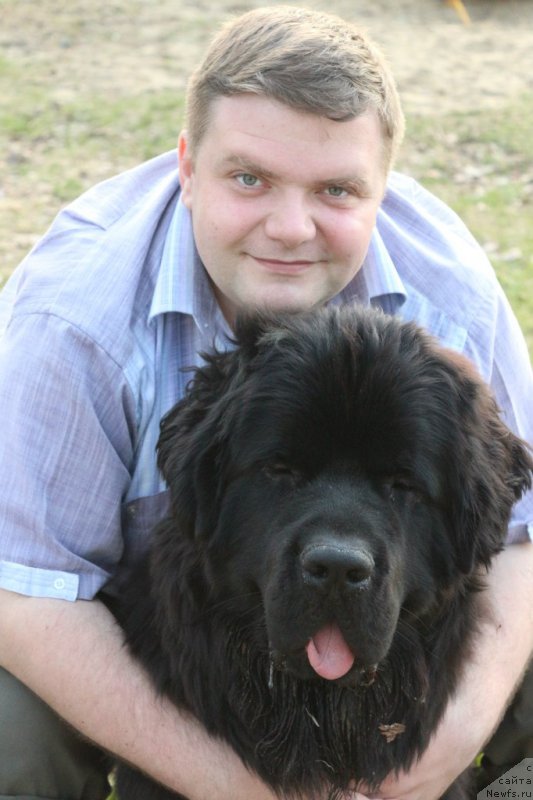 Фото: Александр Пономарёв, ньюфаундленд Сент Джонс Конан