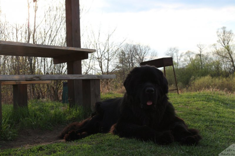 Фото: ньюфаундленд Сент Джонс Конан