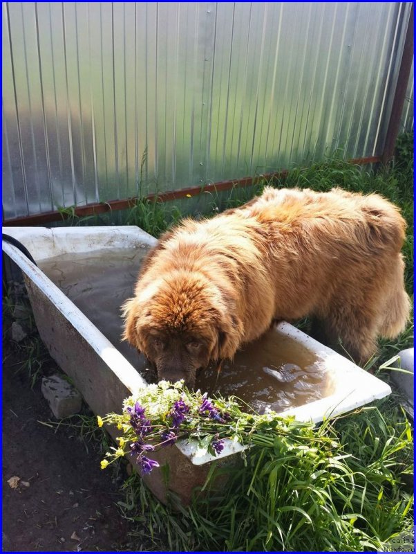 Фото: ньюфаундленд Браунблад МСК Хаким Голд Хайдар (Brownblood MSK Hakim Gold Haydar)