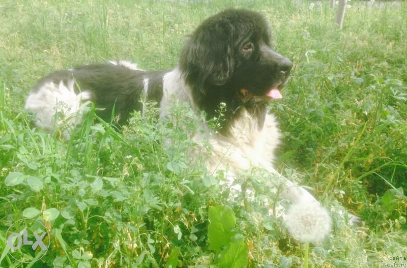 Фотография № 184186