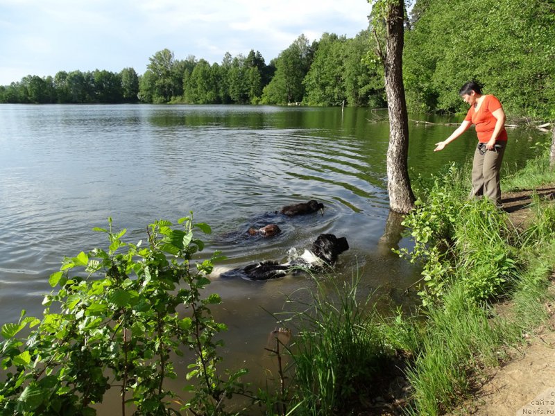 Фото: ньюфаундленд Барышня, ньюфаундленд Черный Шарм Веллингтон, ньюфаундленд Ньюфорт Вивиан