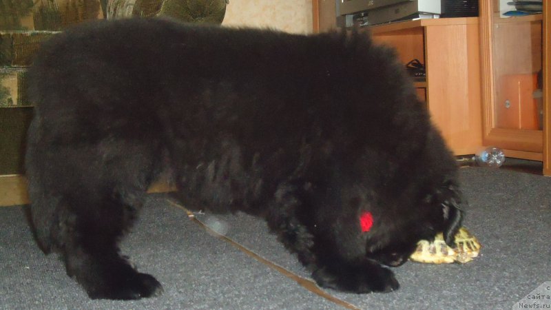 Фото: ньюфаундленд Ньюфорт Ее Величество Виктория