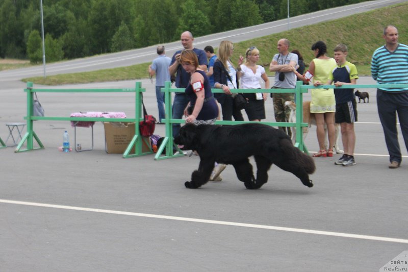 Фото: ньюфаундленд Супер Бизон Лилимэн (Super Bizon Liliman)
