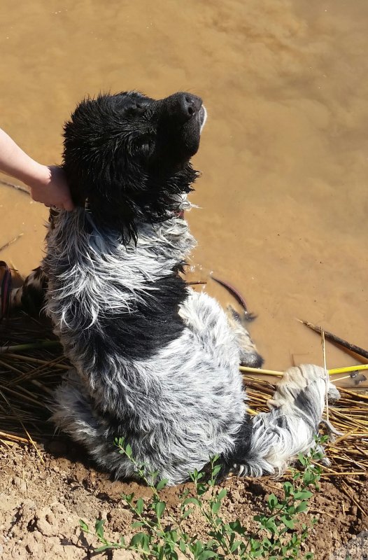 Фото: ньюфаундленд Сказочная Кроха Шампань