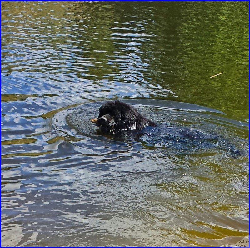Фото: ньюфаундленд Ньюфорт Лапочка Дочка