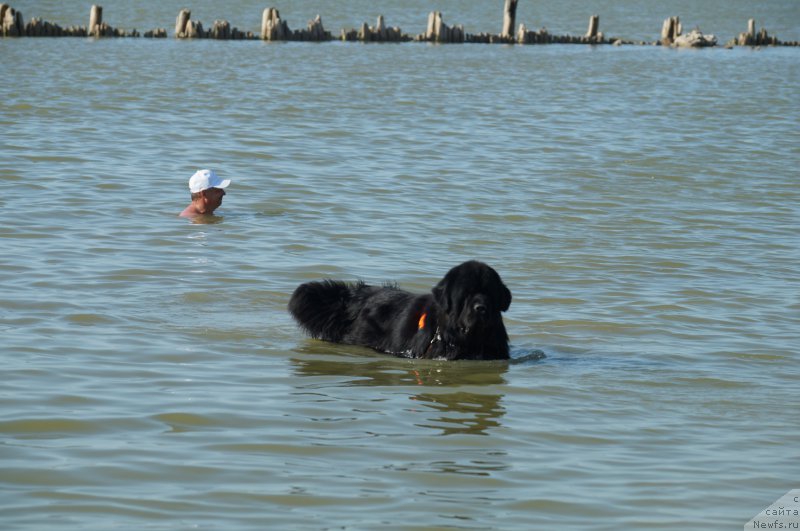 Фото: ньюфаундленд Чарующий Чезарио (Charuyuschiy Chezario)