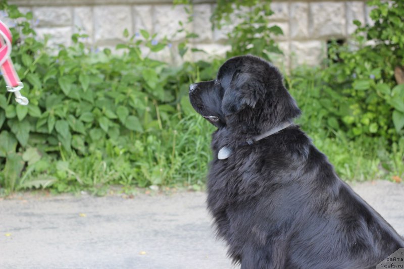 Фото: ньюфаундленд Питерньюф Идеас Фор Лифе (Piternyuf Ideas For Life)