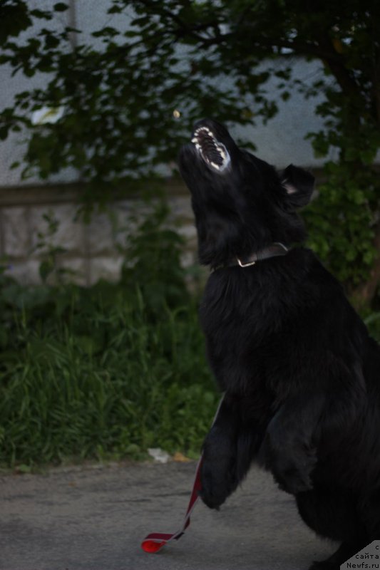 Фото: ньюфаундленд Питерньюф Идеас Фор Лифе (Piternyuf Ideas For Life)