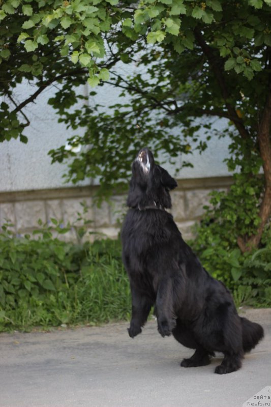 Фото: ньюфаундленд Питерньюф Идеас Фор Лифе (Piternyuf Ideas For Life)