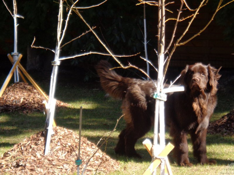 Фото: ньюфаундленд Шоколадная Принцесса Балтийского Моря (Shokoladnaya Princessa Baltiyskogo Morya)