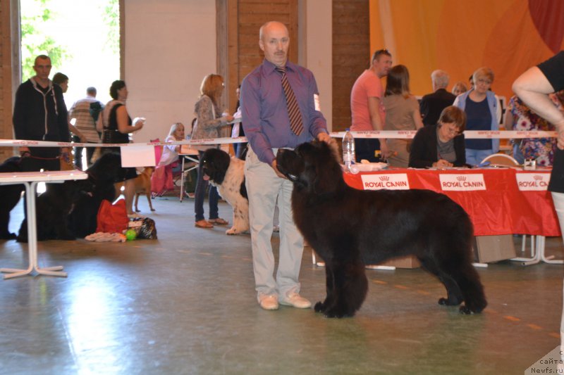 Фото: ньюфаундленд Назар Вятский Медведь (Nazar Vyatskiy Medved)