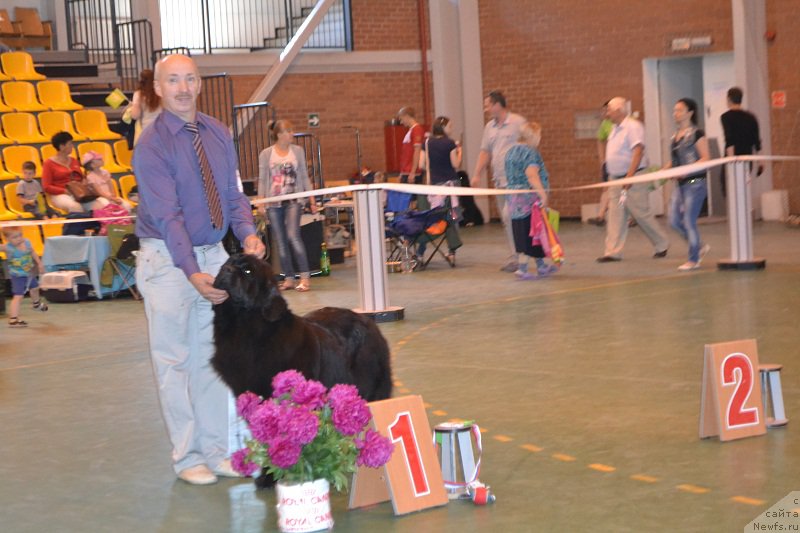 Фото: ньюфаундленд Скарлет О'Хара