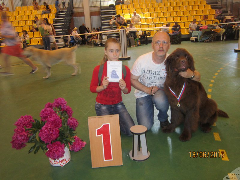 Фото: ньюфаундленд Вересковый Мёд с Берега Дона (Vereskovyj Mjod s Berega Dona)