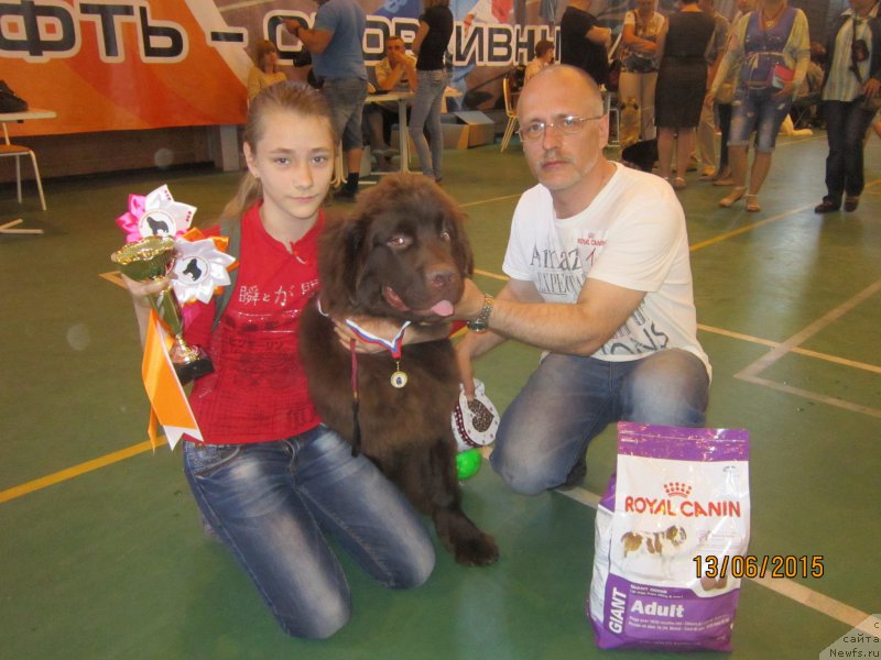 Фото: ньюфаундленд Вересковый Мёд с Берега Дона (Vereskovyj Mjod s Berega Dona)