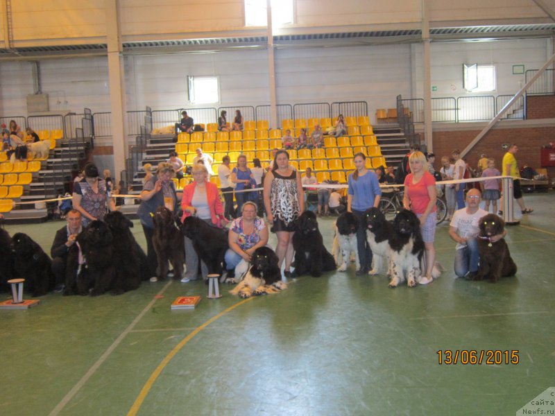 Фото: ньюфаундленд Вересковый Мёд с Берега Дона (Vereskovyj Mjod s Berega Dona)