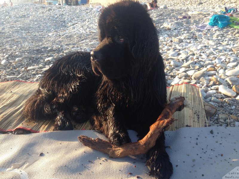 Фотография № 184274