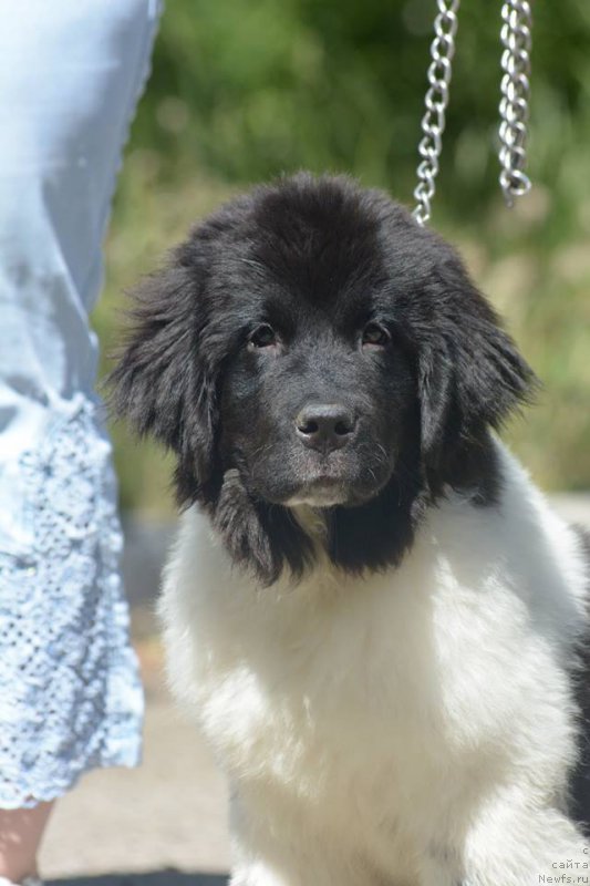 Фото: ньюфаундленд Гордая Дочь Велеса фром Рашн Беар (Gordaya Doch Velesa From Russian Bear)