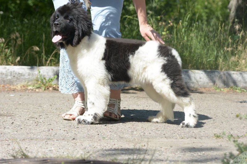 Фото: ньюфаундленд Гордая Дочь Велеса фром Рашн Беар (Gordaya Doch Velesa From Russian Bear)