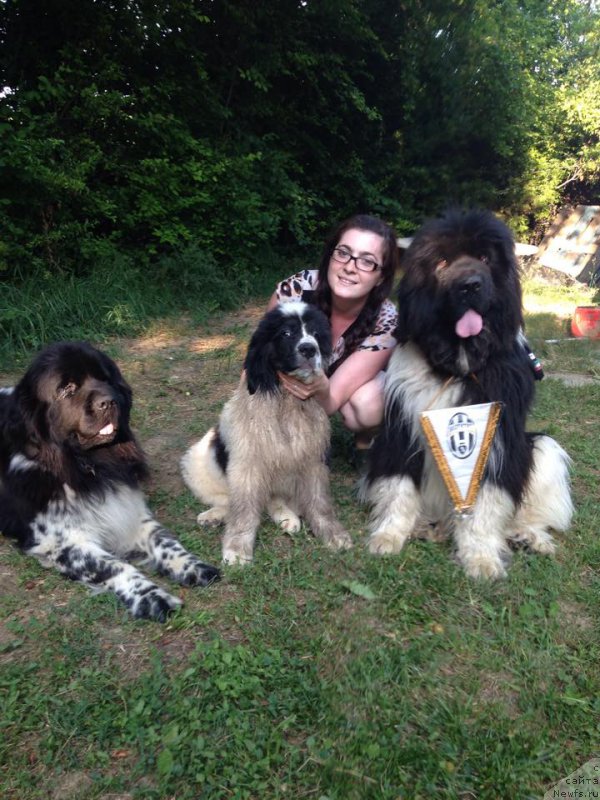 Фото: ньюфаундленд Генри Король фром Рашн Беар (Genri Korol From Russia Bear)