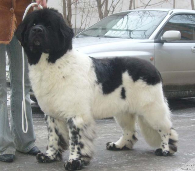 Фото: ньюфаундленд Супер Бизон Арго (Super Bizon Argo)