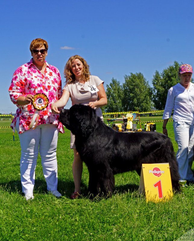 Фото: ньюфаундленд Ратибор из Племени Кедра (Ratibor iz Plemeni Kedra)