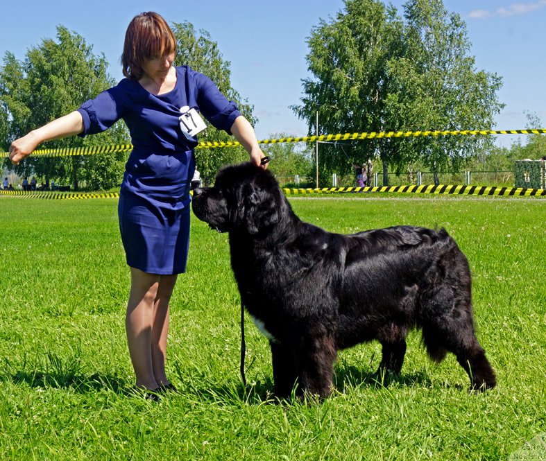 Фото: ньюфаундленд Русалочка из Племени Кедра (Rusalochka iz Plemeni Kedra)