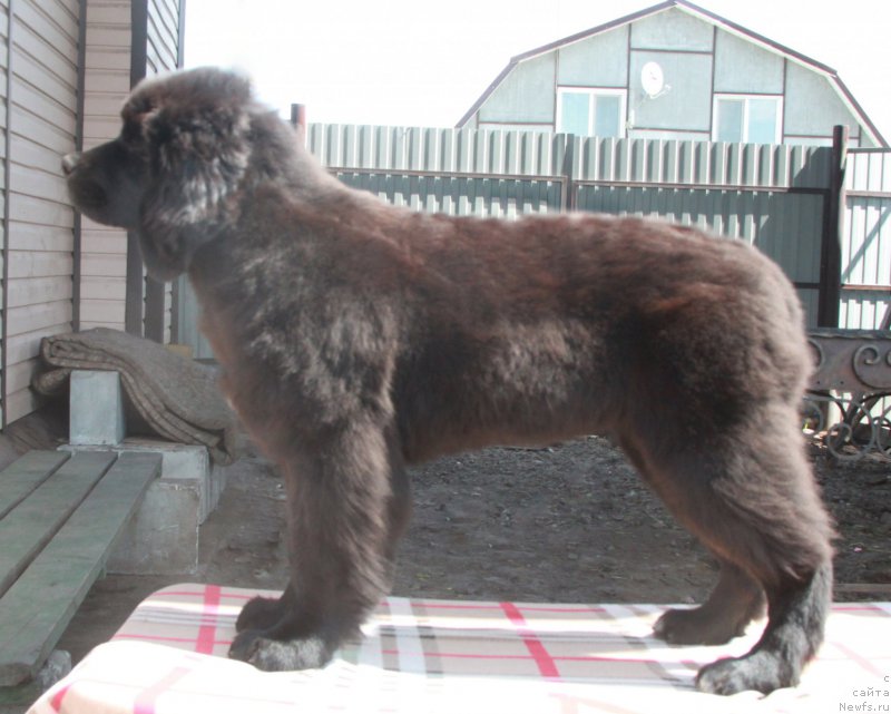 Фото: ньюфаундленд Аквиан Сонг Пинк Пантер