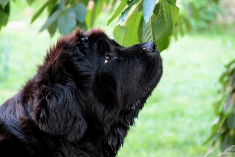 Фото: ньюфаундленд Аллегро Кон Брио Династия Совершенства (Allegro Con Brio Dinastiya Soverchenstva)
