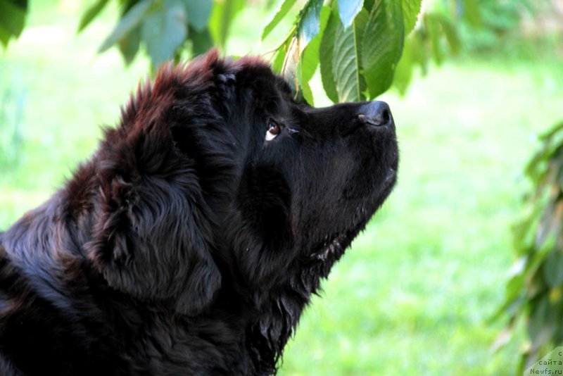 Фотография № 184331