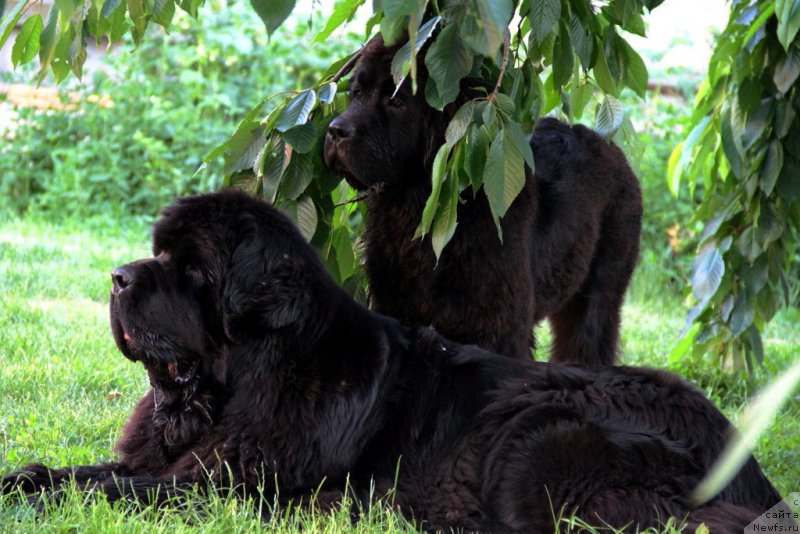 Фотография № 184334