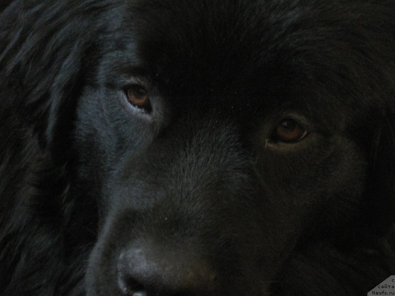 Фото: Светлана Гридина, ньюфаундленд Hana Mantana Kara Deniz