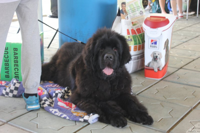 Фото: ньюфаундленд Ньюфорт Астон Мартин для С'Нежной Вьюги