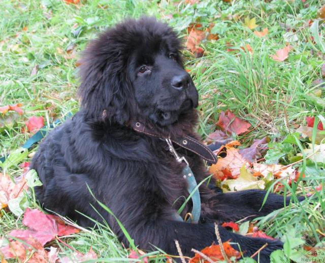 Фото: ньюфаундленд Имидж из Медвежьего Яра
