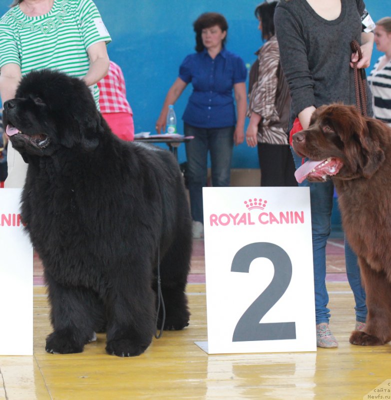 Фото: ньюфаундленд С'Нежная Вьюга Альянико Дель Вультуре (S'Nezhnaya Vjuga Alyaniko del Vulture)