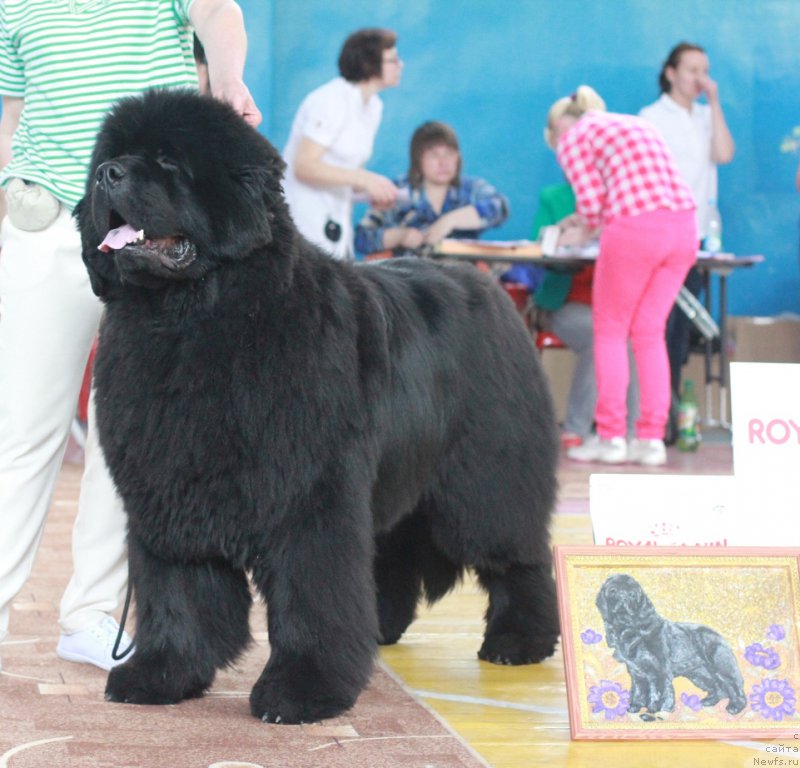 Фото: ньюфаундленд С'Нежная Вьюга Альянико Дель Вультуре (S'Nezhnaya Vjuga Alyaniko del Vulture)