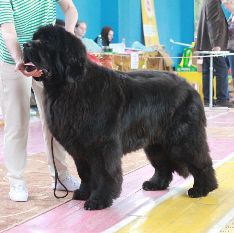 Фото: ньюфаундленд Увертюра из Медвежьего Яра (Overture iz Medvejyego Yara)