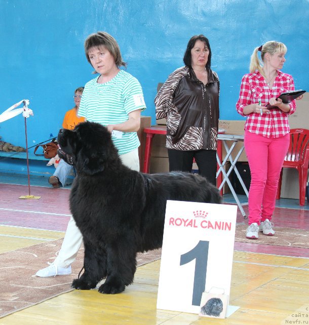 Фото: ньюфаундленд Увертюра из Медвежьего Яра (Overture iz Medvejyego Yara)