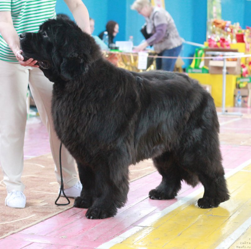 Фото: ньюфаундленд Увертюра из Медвежьего Яра (Overture iz Medvejyego Yara)