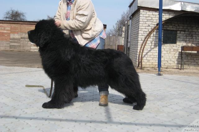 Фото: ньюфаундленд Потап Тайсон