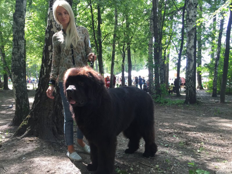 Фото: ньюфаундленд Их Высочество Бишоп Карл (Ih Visochestvo Bishop Karl)