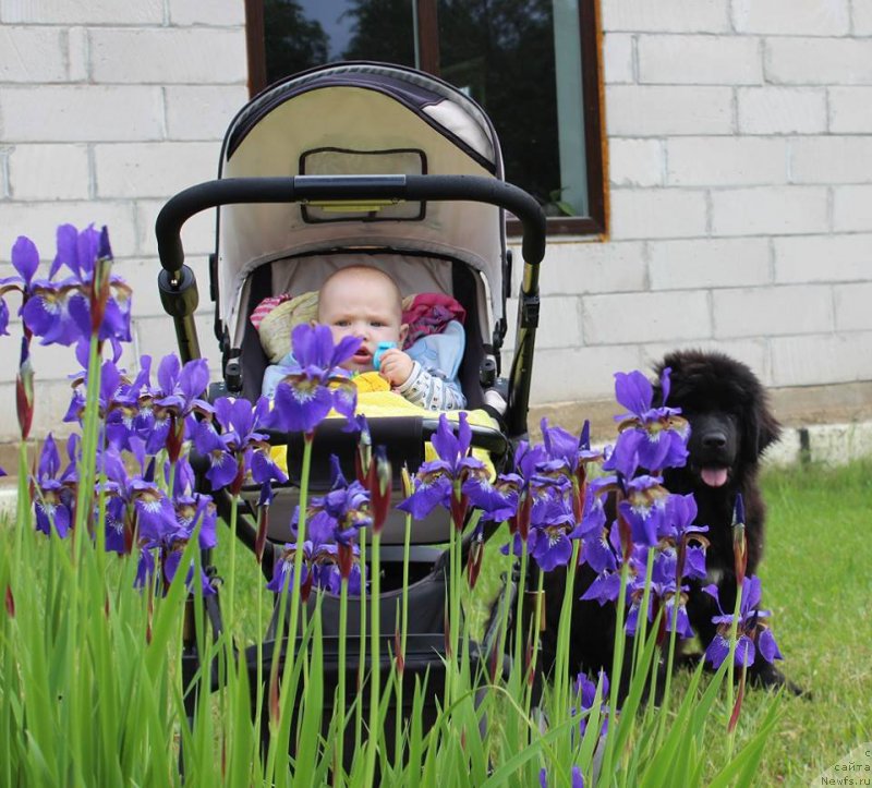 Фото: ньюфаундленд Florentina Bella Mia Super Mishka