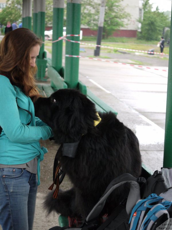 Фото: ньюфаундленд Черный Чанк с Берега Дона (Chernyj Chank s Berega Dona)