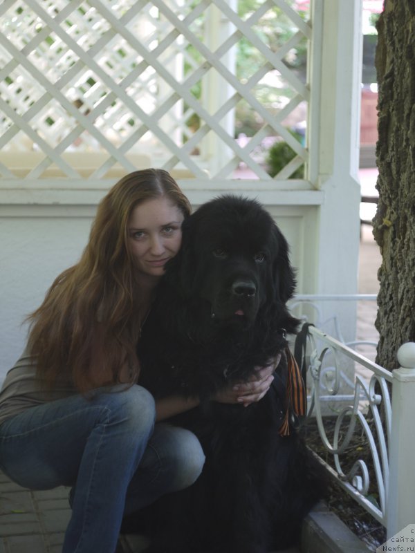 Фото: ньюфаундленд Черный Чанк с Берега Дона (Chernyj Chank s Berega Dona)