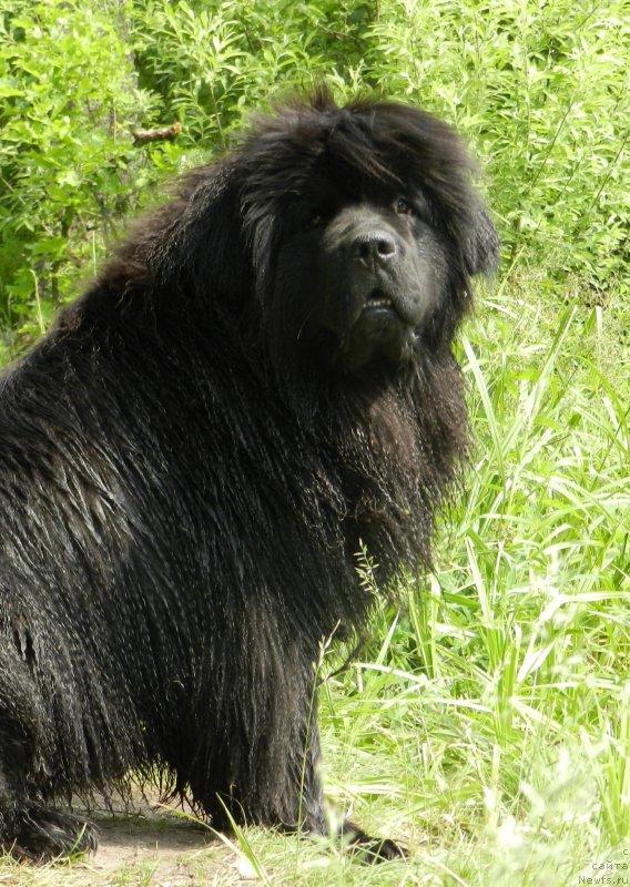 Фото: ньюфаундленд Забава Путятишна